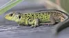 Un magnifique spécimen de lézard des souches. Son espèce est en voie de disparition au Grand-Duché. Un appel aux dons a été lancé par l'ASBL natur&ëmwelt