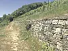 Les murs en pierre sèche du vignoble biologique de natur&ëmwelt/ Fondation Hëllef fir d'Natur situé à Canach sont très appréciés des lézards (Photo : Claudine Felten)