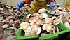 Cela fait plusieurs années que les relations entre pêcheurs français et britanniques de coquilles Saint-Jacques sont tendues.