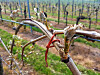Ce sont les vignes situées au nord de la Moselle qui ont été gelées le plus durement. Mais certaines parcelles l’ont également été partout ailleurs… (Photos : erwan nonet)