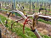 Ce sont les vignes situées au nord de la Moselle qui ont été gelées le plus durement. Mais certaines parcelles l’ont également été partout ailleurs… (Photos : erwan nonet)