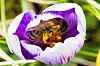 La protection des abeilles est en jeu, à travers les restrictions qui seront proposées par la Commission européennes vendredi (Photo : AFP).