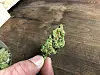La nouvelle coalition a annoncé une dépénalisation voire une légalisation du cannabis récréatif au Luxembourg dans le mandat (Photo d'illustration : AP).
