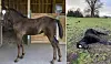 Le poulain a été retrouvé étendu dans la pâture, scène de théâtre d'une nuit particulièrement agitée pour les chevaux de Dirk De Ridder (Photo : l'Avenir).