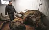 RUSSIA-CHINA-PALAEONTOLOGY-ENVIRONMENT-ANIMAL-TRADE