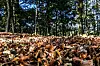 L'automne est encore sec et chaud, ce qui permet le développement de l'insecte (Photo : AFP).