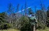 Comme partout en Moselle, la forêt publique thionvilloise, avec ses 700 ha de bois, souffre. Elle a vu sa population de conifères mourir en quelques années. (photo RL/Pierre Heckler)