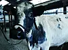 Imminence est la représentante d'une race qui a failli disparaître et qui ne compte aujourd'hui que 550 à 570 animaux.