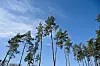 80 % des arbres du Luxembourg présentent des signes de dégradation.