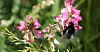 Les insectes s'empoisonnent en mangeant le pollen ou le nectar des fleurs le long des champs traités aux pesticides et aux insecticides par les agriculteurs.