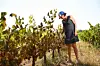 Dans le midi, la canicule qui a frappé la France à la fin du mois de juin a provoqué des 'brûlures de grappe et des pertes de production' dans le Gard, l'Hérault ou le Var.