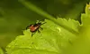 Les morsure de tiques peuvent provoquer la maladie de Lyme.