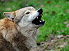 Près de la moitié des attaques de loups en Wallonie sont constatées dans la province de Luxembourg. (Photo d'