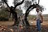 Un Palestinien se tient près d'un olivier fumant, incendié, semble-t-il, avec un véhicule, par des colons israéliens, près du village de Turmus Ayya, au nord de Ramallah, en Cisjordanie occupée.
