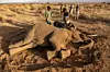Depuis fin juin, selon les autorités locales, au moins 19 pachydermes, essentiellement des femelles ou des jeunes, sont morts après avoir tous affiché les mêmes symptômes.