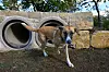 Avec une superficie de 1 190 m², ce nouvel espace est désormais le plus grand parc de promenade pour chiens de la ville.