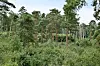 Les vagues de chaleur de cet été pourraient laisser des traces pendant des années sur les forêts luxembourgeoises. (Photos : alain rischard)