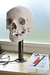 Pas de panique! Aucun vrai crâne n’est utilisé dans la formation, seulement des moulures.