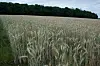 Les activités de transformation et de commercialisation constituent un maillon essentiel pour la sécurité alimentaire.