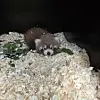 L'animal est né il y a quelques semaines.