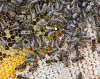 Grâce à leurs techniques d'isolation des ruches, les abeilles ont supporté l'été caniculaire.
