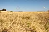 Dur été pour une grande partie des agriculteurs.