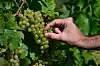Hormis les pieds de vignes anciens, le vignoble luxembourgeois est en stress hydrique, ce qui ralentit la croissance du raisin.