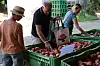 De nombreuses variétés de pommes sont à découvrir.
