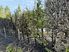 Le jeune homme vivait à quelques centaines de mètres de la maison où s’est produit le feu de haies du 5 juillet.