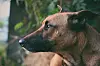 Après avoir été très grièvement blessé, le chien se porte mieux désormais.