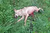 Le loup proviendrait d'une des trois meutes installées dans les Hautes Fagnes.