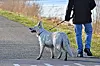 Un premier individu se promenait avec son chien lorsqu’un second s’est mis à le suivre, affirmant qu’il lui avait volé l'animal. (Photo d'