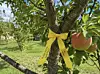 Un ruban jaune fleurit dans les arbres pour indiquer que les fruits peuvent être récoltés librement.