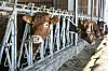 La principale stratégie préventive consiste à limiter la présence des moucherons.