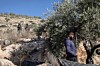 «La récolte des olives constitue une source essentielle de nourriture, de revenus et de moyens de subsistance pour des milliers de familles palestiniennes.»