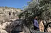 «La récolte des olives constitue une source essentielle de nourriture, de revenus et de moyens de subsistance pour des milliers de familles palestiniennes.»
