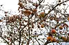Les arbres fruitiers peuvent pâtir durant plusieurs saisons de la sécheresse. (Photo archives editpress/anne lommel)