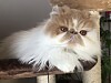 Un chat persan.