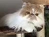 Un chat persan.