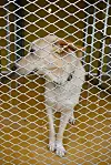 Un chien blanc et brun se tient derrière le grillage d’un refuge pour animaux