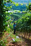 Produire de bons vins bios chaque année à la limite nord de la viticulture européenne, c’est possible. Guy Krier et ses collègues le prouvent.