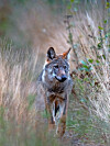 Aucune meute ne vit au Luxembourg, bien que l’on aperçoive de plus en plus fréquemment des loups de passage. Entre 1893 et 2017, le loup avait complètement disparu du Luxembourg.