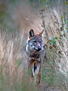 Aucune meute ne vit au Luxembourg, bien que l’on aperçoive de plus en plus fréquemment des loups de passage. Entre 1893 et 2017, le loup avait complètement disparu du Luxembourg.