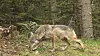 Le loup est une espèce protégée en Europe.