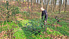 Quelques pas suffisent au biologiste Tiago De Sousa pour trouver des lauriers-cerises en forêt. (Photos : erwan nonet)