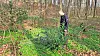 Quelques pas suffisent au biologiste Tiago De Sousa pour trouver des lauriers-cerises en forêt. (Photos : erwan nonet)