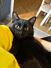 Les résidents du pays possèdent davantage de chats que de chiens.