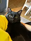 Les résidents du pays possèdent davantage de chats que de chiens.