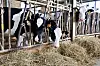 Les enfants peuvent découvrir les animaux de la ferme.