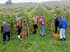 Les vendanges sont terminées, c’est une bonne nouvelle pour tous les vignerons.